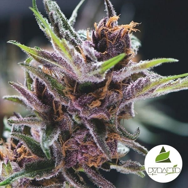 View Black Cherry Punch