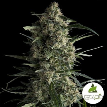 Comprar Galaxy CBD Pirâmide Sementes Feminizadas - GB The Green Brand