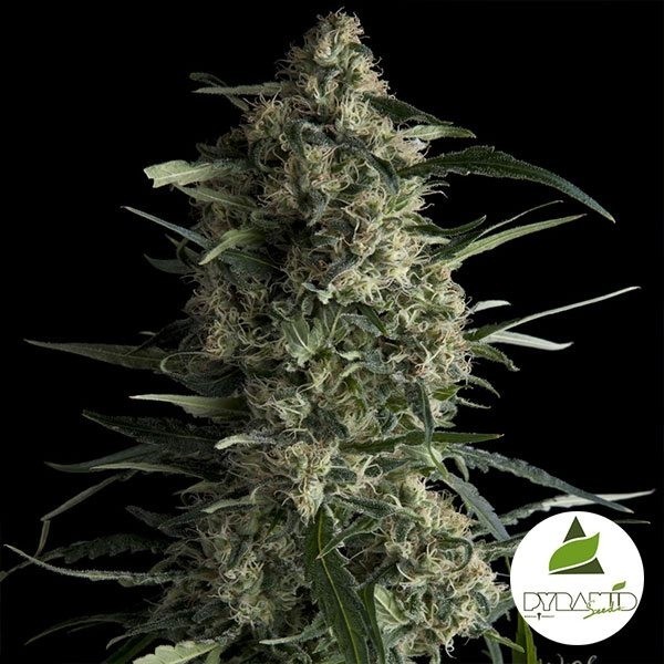 View Comprar Galaxy CBD Pirâmide Sementes Feminizadas - GB The Green Brand