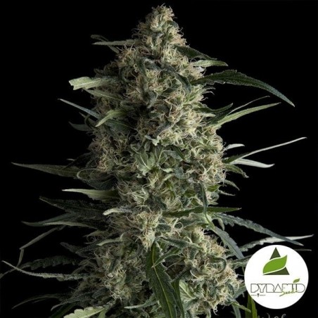 Comprar Galaxy CBD Pirâmide Sementes Feminizadas - GB The Green Brand