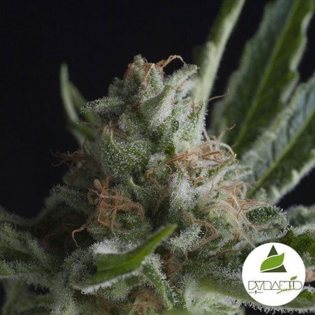 Comprar Shark CBD Pirâmide Sementes Feminizadas - GB The Green Brand