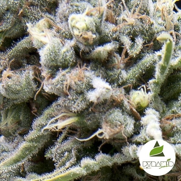 View Comprar White Widow CBD de Pyramid Seeds - GB The Green Brand