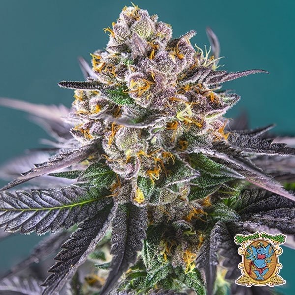 View Red Strawberry Banana Auto Sementes Doce - GB The Green Brand