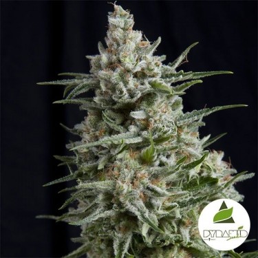 Comprar Pyramid Seeds CBD Anesthesia - GB The Green Brand