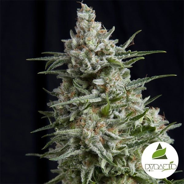 View Comprar Pyramid Seeds CBD Anesthesia - GB The Green Brand