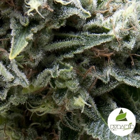 Comprar Auto New York City CBD Seeds de pirâmide - GB The Green Brand