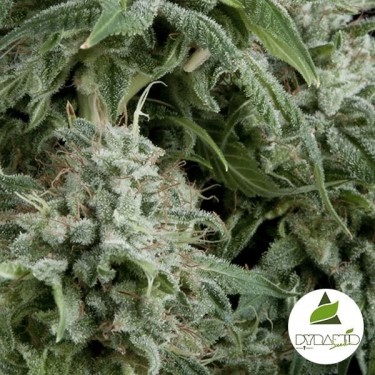View Auto Northern Lights CBD
