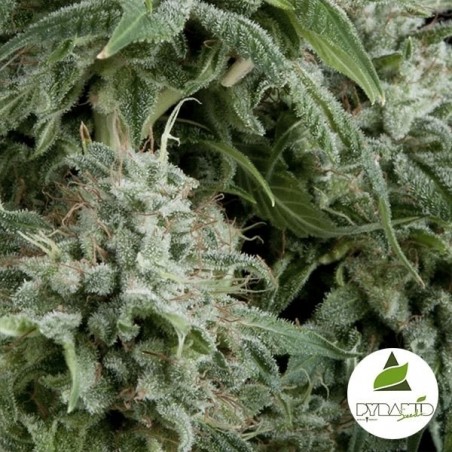 Auto Northern Lights CBD da Pyramid Seeds - GB The Green Brand