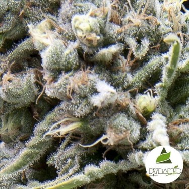 Comprar Auto White Widow CBD Seeds de pirâmide - GB