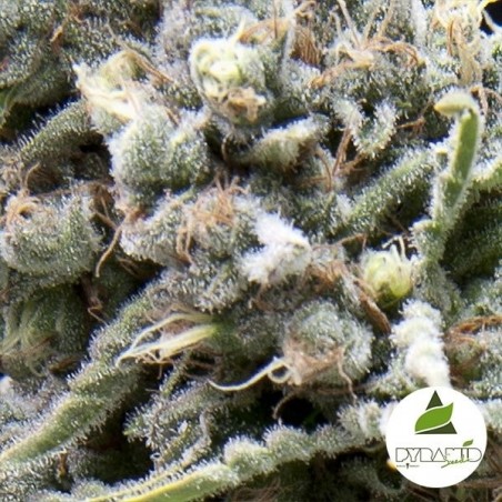 Comprar Auto White Widow CBD Seeds de pirâmide - GB