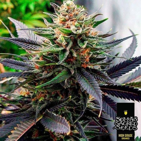 Planta de cannabis lavanda