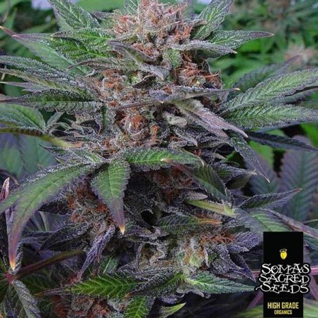 Somango Soma Seeds Feminizada Original | GB The Green Brand