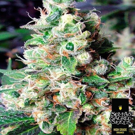 NYC Diesel variedade feminizada da Soma Seeds - Grow Barato