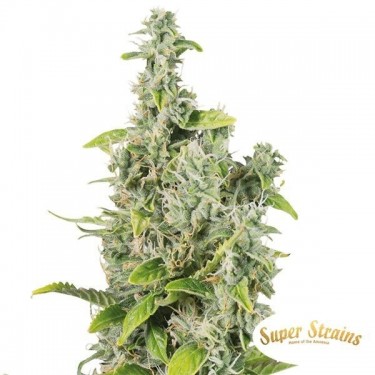 Próximo de Kin Super Strains 100% feminizado - GB The Green Brand