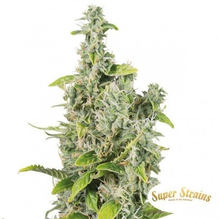 Próximo de Kin Super Strains 100% feminizado - GB The Green Brand