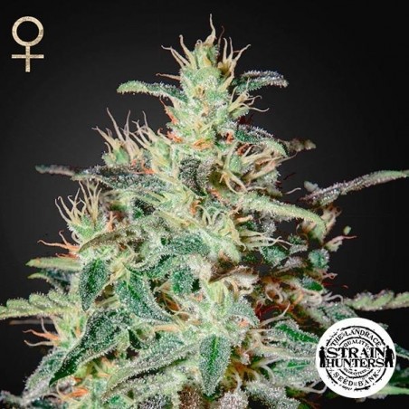 White Lemon de Strain Hunters Seed Bank - GB The Green Brand