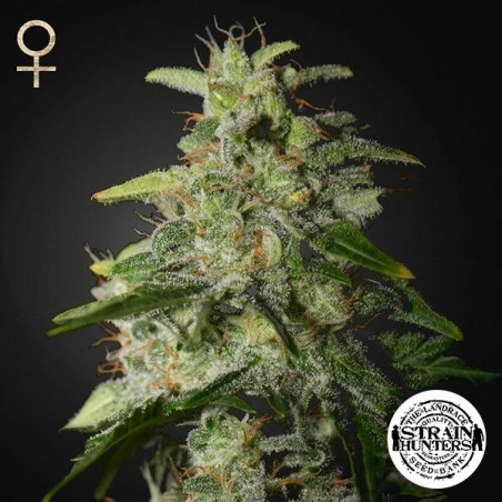 Money Maker por Strain Hunters Seed Bank - GB The Green Brand