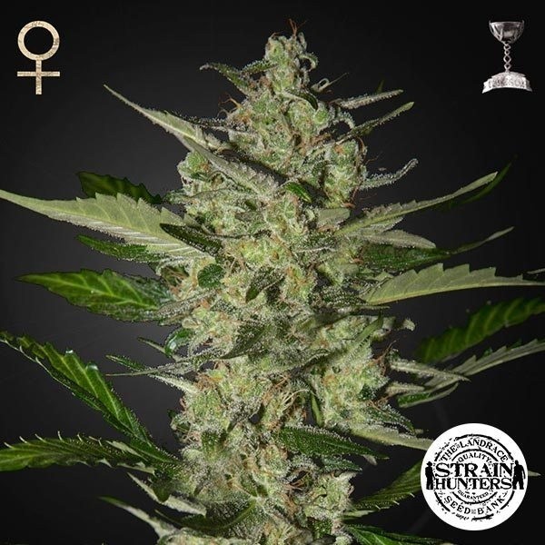 View Flowerbomb Kush by Strain Hunters Seed Bank - GB The Green Brand