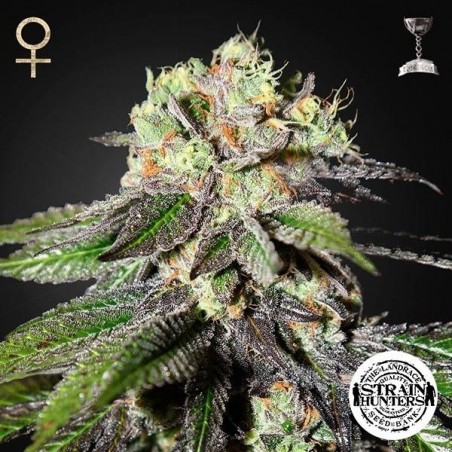 Caboose Feminizada de Sementes de Caçadores de Strain - GB The Green Brand