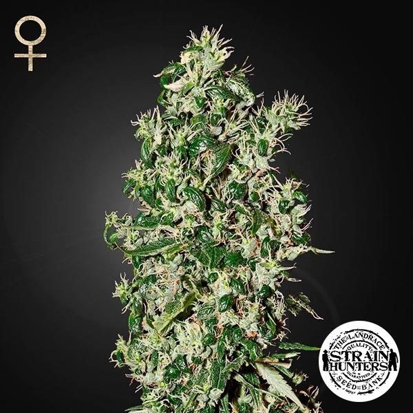 View Big Tooth Fem por Strain Hunters Seed Bank - GB The Green Brand
