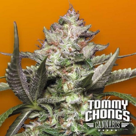 Automóvel Kong 4 Paradise Seeds Autoflowering - GB The Green Brand