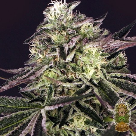 Comprar Purple Shot da Exotic Seed - GB The Green Brand