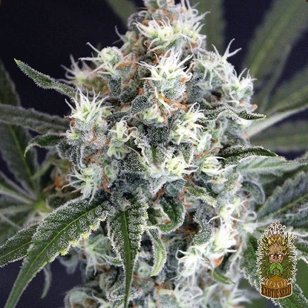 View Medxotic Pure CBD