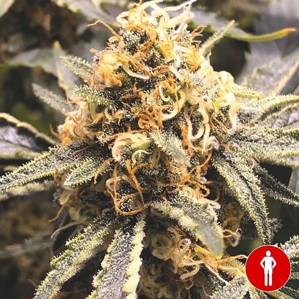 View Comprar Medical Seeds CBD Recuperação - GB The Green Brand