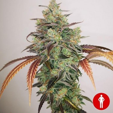 Compra e Grego CBD 2.0 Sementes Médicas - GB