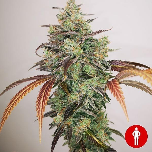 Compra e Grego CBD 2.0 Sementes Médicas - GB