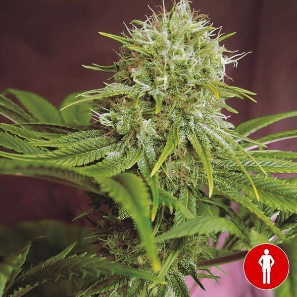 View Comprar Elixir Vitae CBD de Sementes Médicas - GB