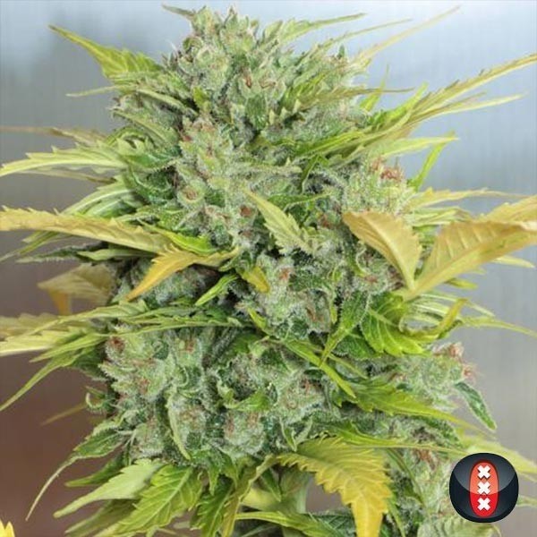View Auto AK-47