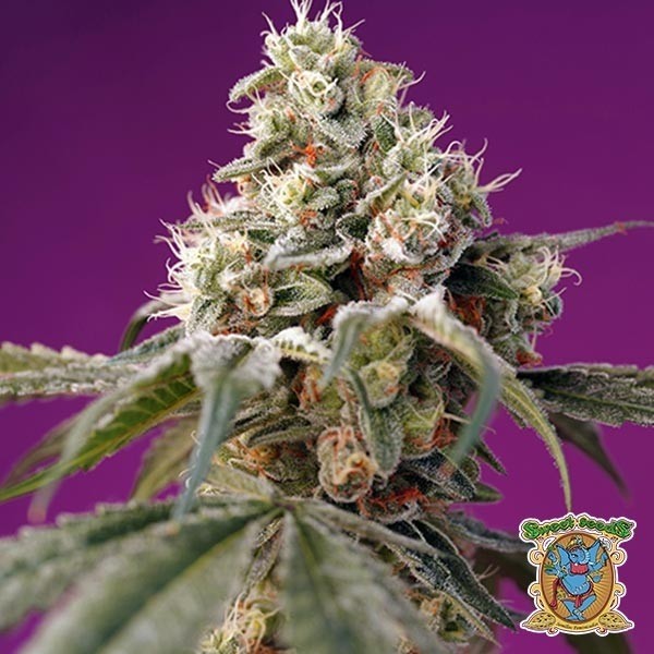View Bruce Banner Auto Sementes Doces Autoflorescentes - GB The Green Brand