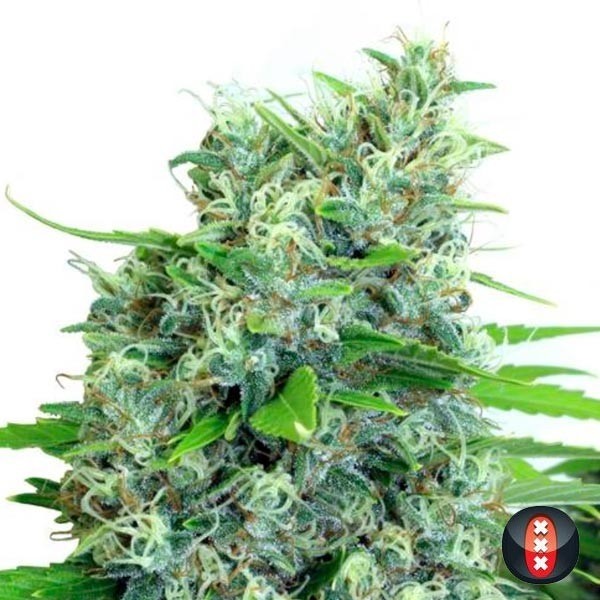 Sementes Kali Bubba de Sementes Seriosas - GB A Marca Verde