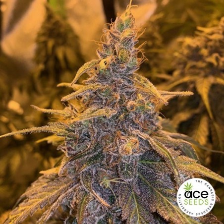 Haze de Hashplant x Kali China - GB The Green Brand