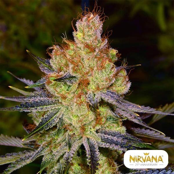 Comprar Califórnia Bud laranja de Nirvana - GB