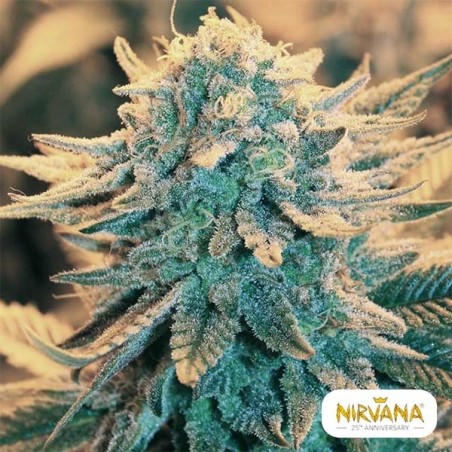 Comprar Nirvana Seeds Feminized B52 - GB The Green Brand
