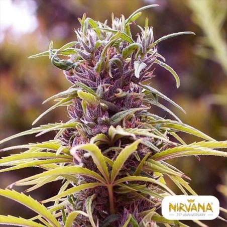 Durban Poison de Nirvana Sementes - GB The Green Brand