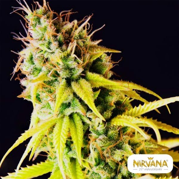 Comprar Pepita Malaya de Nirvana Sementes - GB The Green Brand