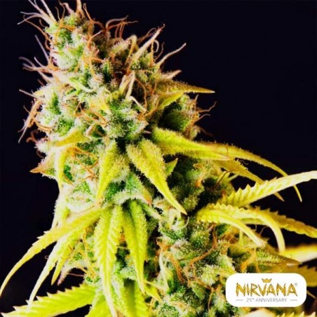 Comprar Pepita Malaya de Nirvana Sementes - GB The Green Brand