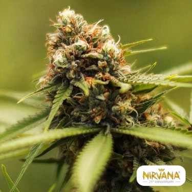 Green Poison de Nirvana Seeds - GB The Green Brand