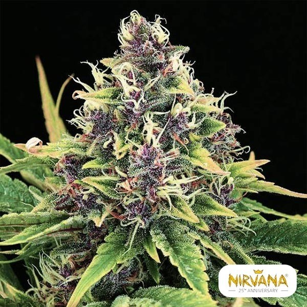 Comprar Hindu Kush de Nirvana - GB The Green Brand
