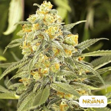 Comprar Crack Verde de Sementes Nirvana - GB The Green Brand