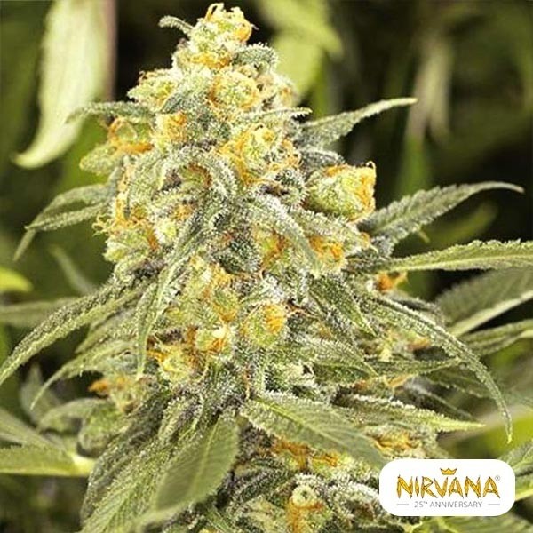 View Comprar Green Crack da Nirvana Seeds - Grow Barato