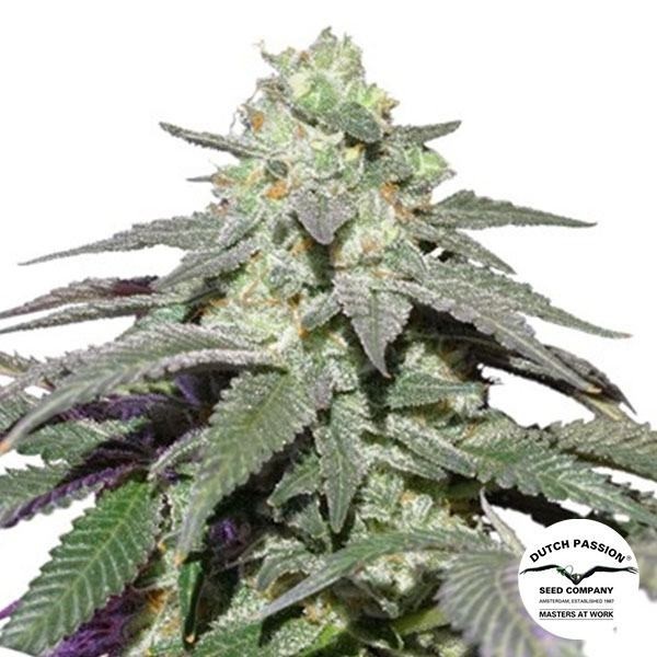 View Auto Skywalker Haze Dutch Passion - GB The Green Brand