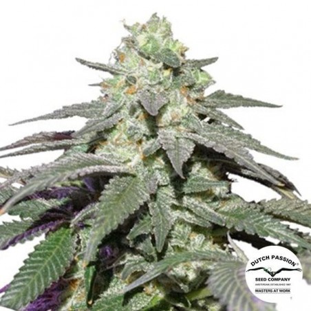 Auto Skywalker Haze Dutch Passion - GB The Green Brand