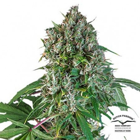Comprar Karel’s Herer Haze Super Sativa Seed Club - GB