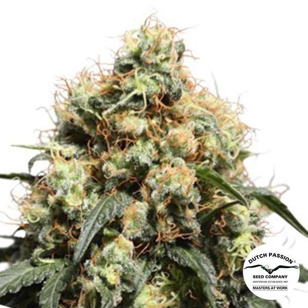 View Comprar Bruce Lemon Diesel Paixão holandesa - GB