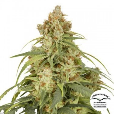 Comprar Auto CBD-Victory Dutch Passion - GB The Green Brand