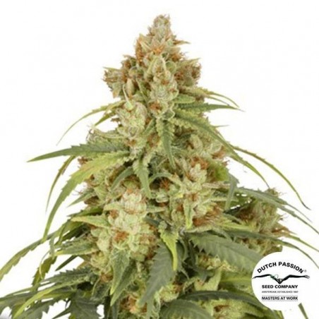 Comprar Auto CBD-Victory Dutch Passion - GB The Green Brand
